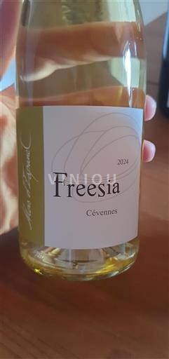 Languedoc et Roussillon Cévennes Domaine L'Apogée Freesia 2024